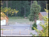 Wildlife - Elk near Cabin