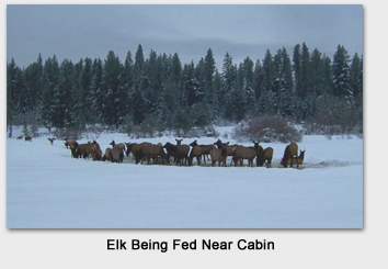 4.Elk Hand Fed Near Suncadia Resort and Ronald Washington